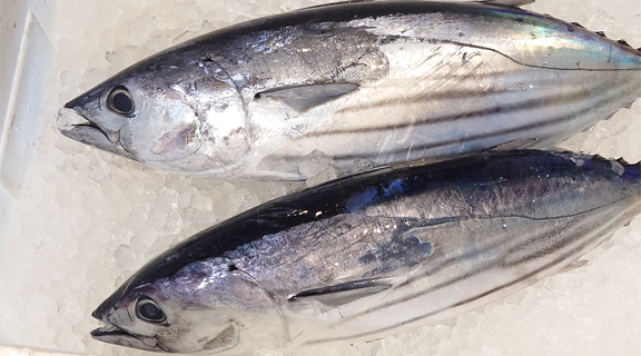 高知県/道の駅めじかの里土佐清水/シーマート土佐清水/鮮魚コーナー